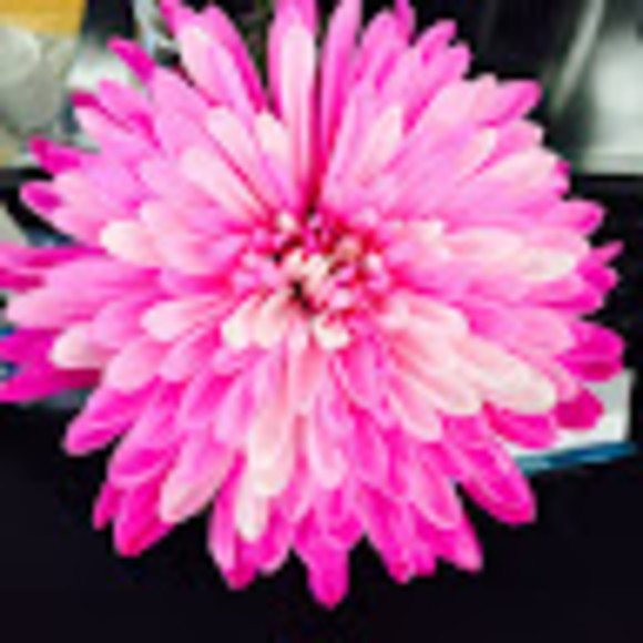 Meet your Posher, Tara - Picture 1 of 1